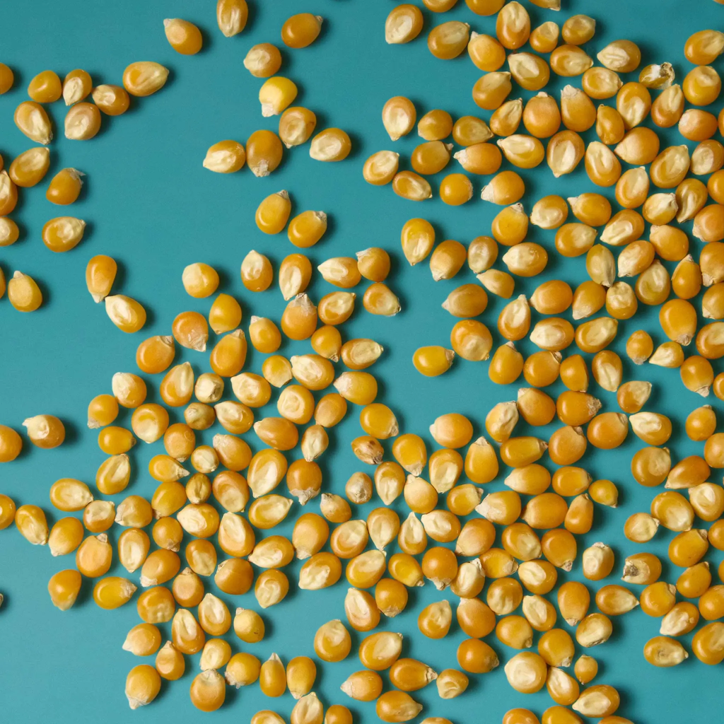 Maïs à éclater popcorn 1kg