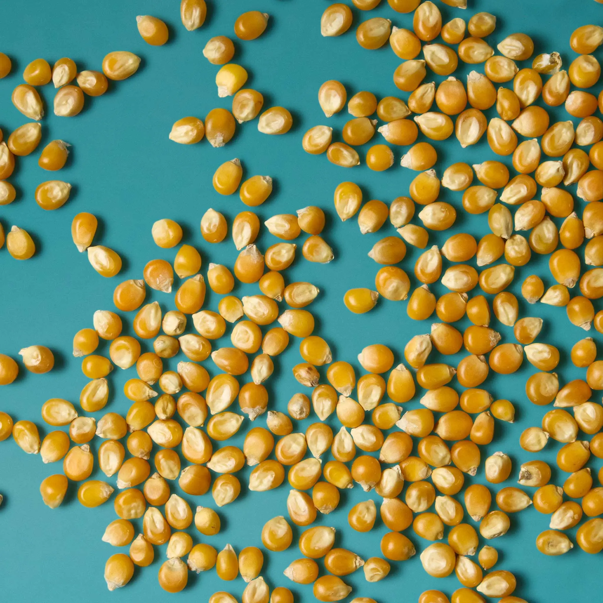 MAIS A ECLATER POP CORN 1kg - 1