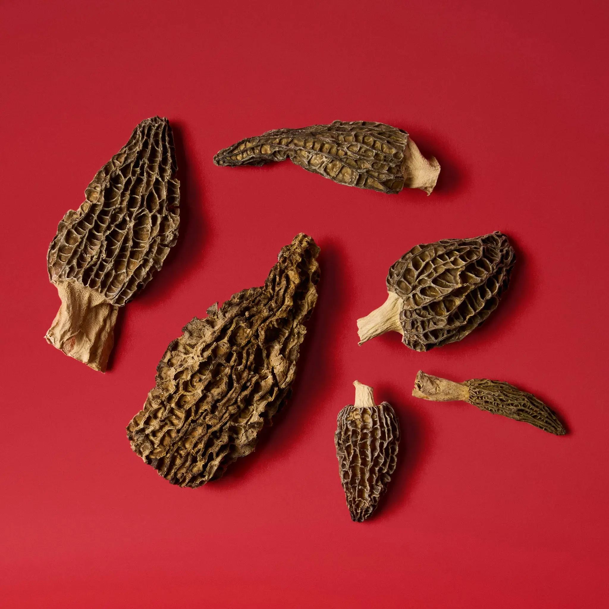 Morels Morchella conica 125g - 1